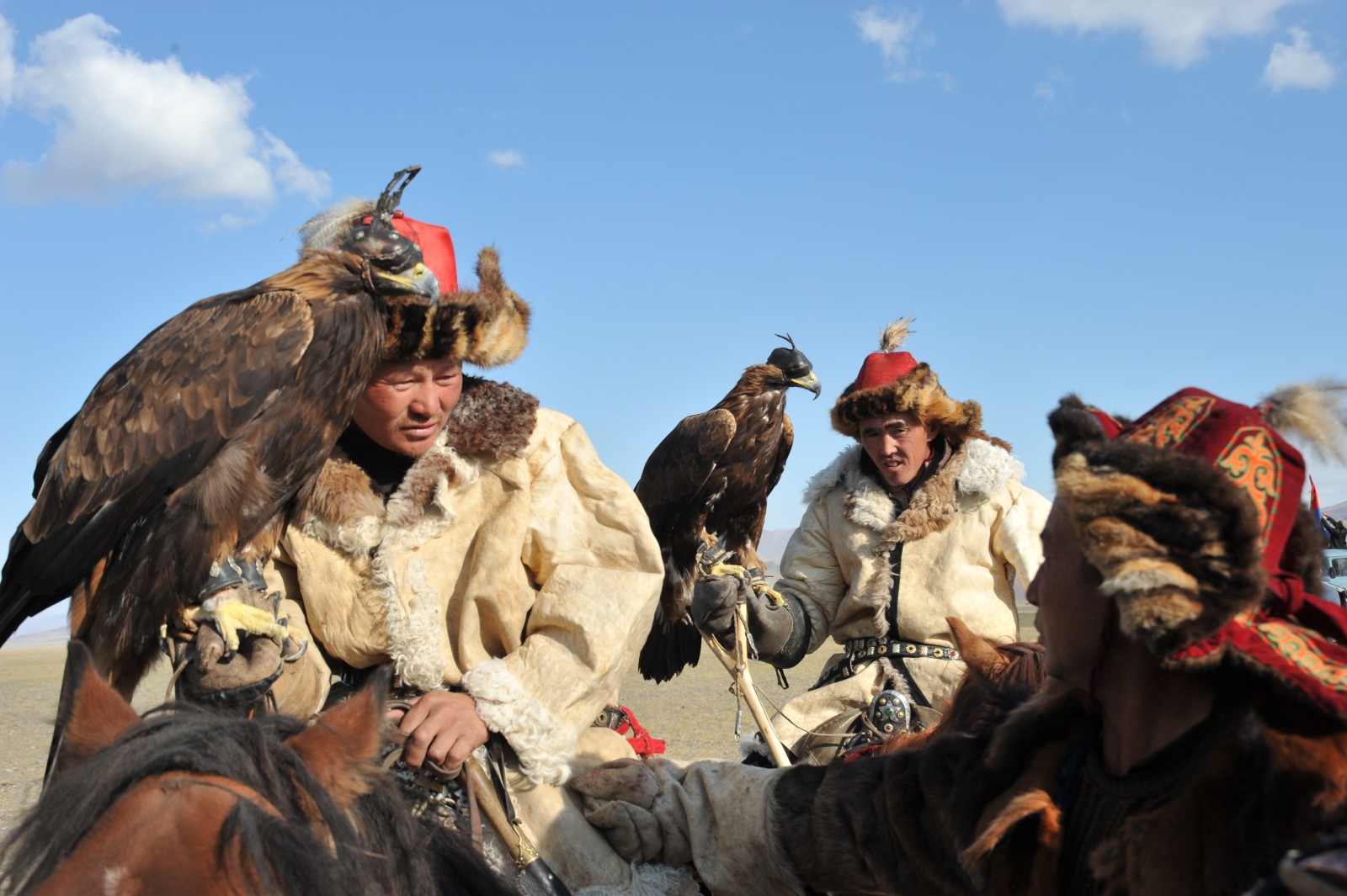 Aigle dressé pour la chasse dans l'Altaï mongol