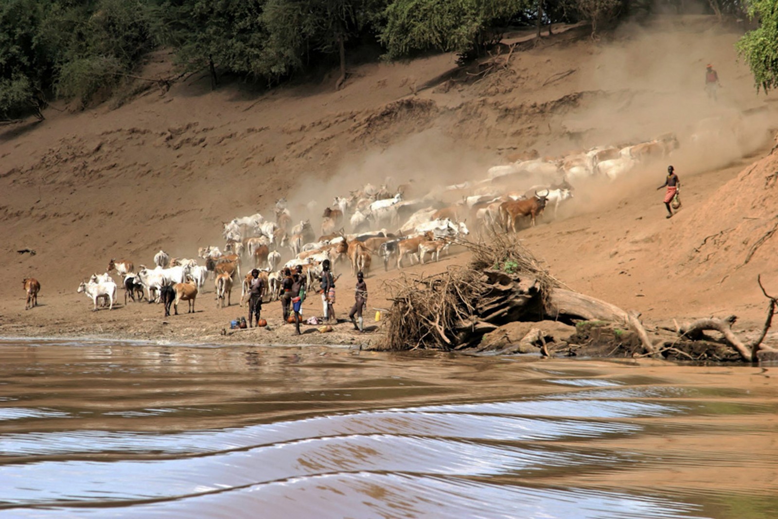 Troupeau sur la berge