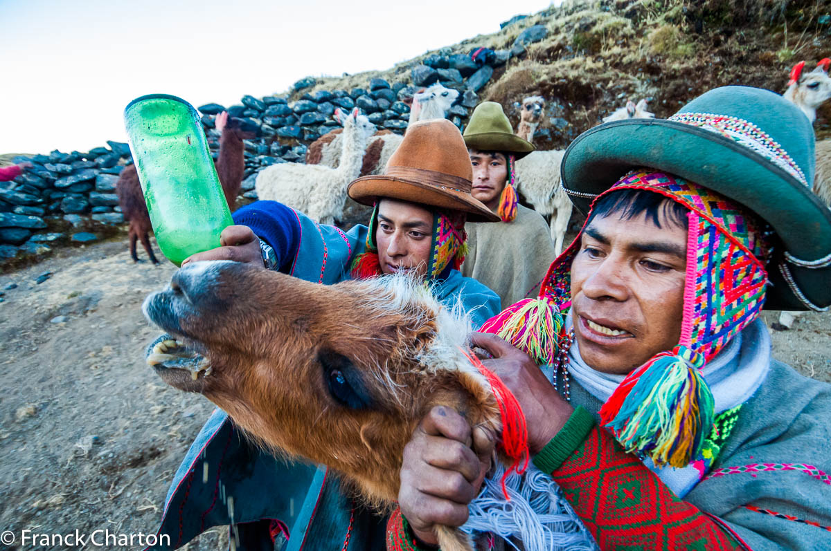 Nourrissage de lama