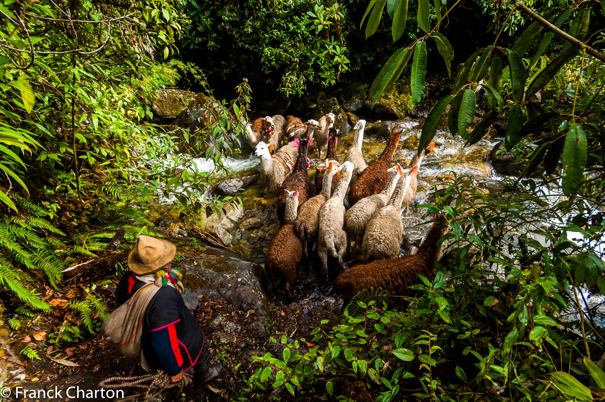 lamas dans la jungle