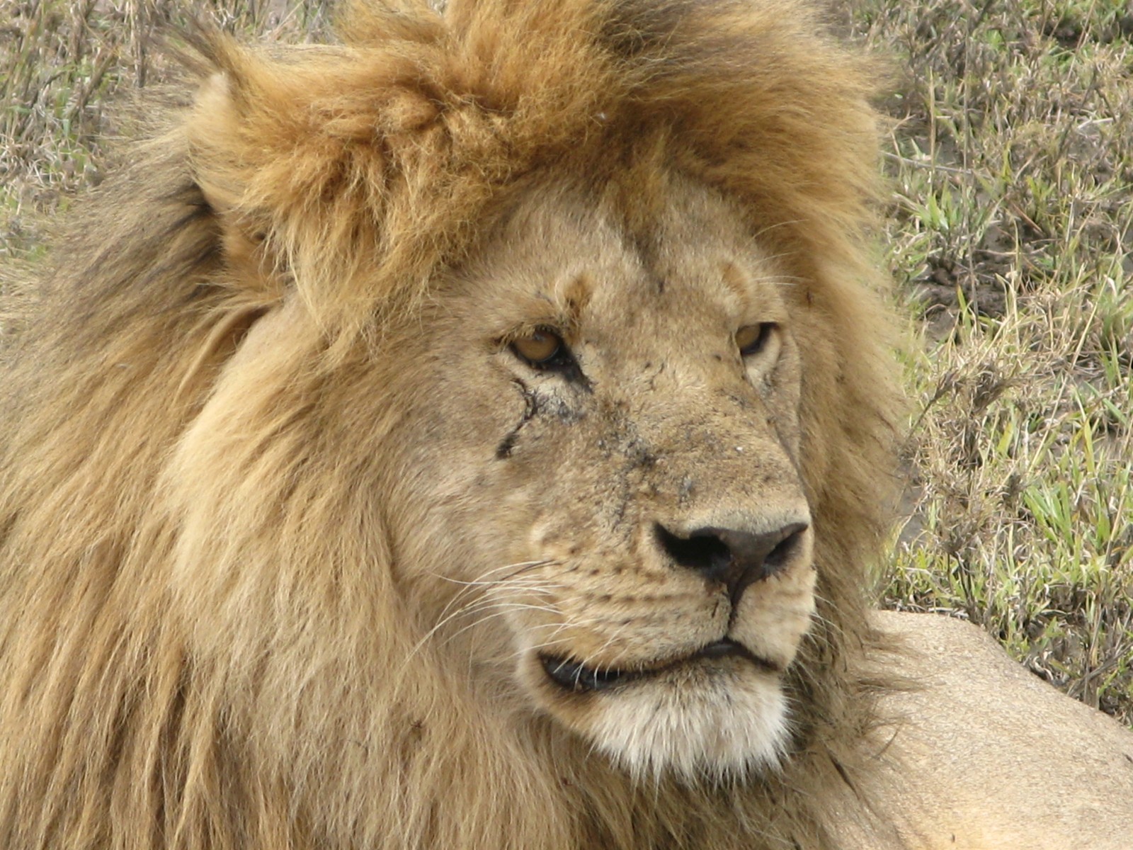 Faune du Rift oriental, Kenya