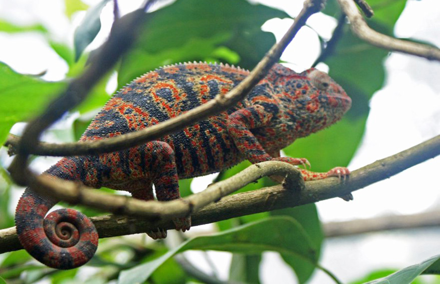 caméléon