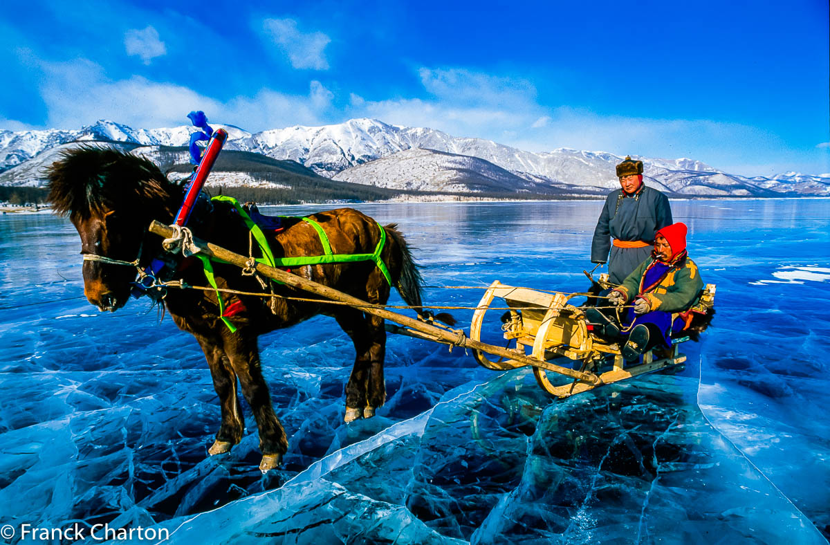 Les attelages sur glace, énormes luges tractées pas des chevaux munis de crampons