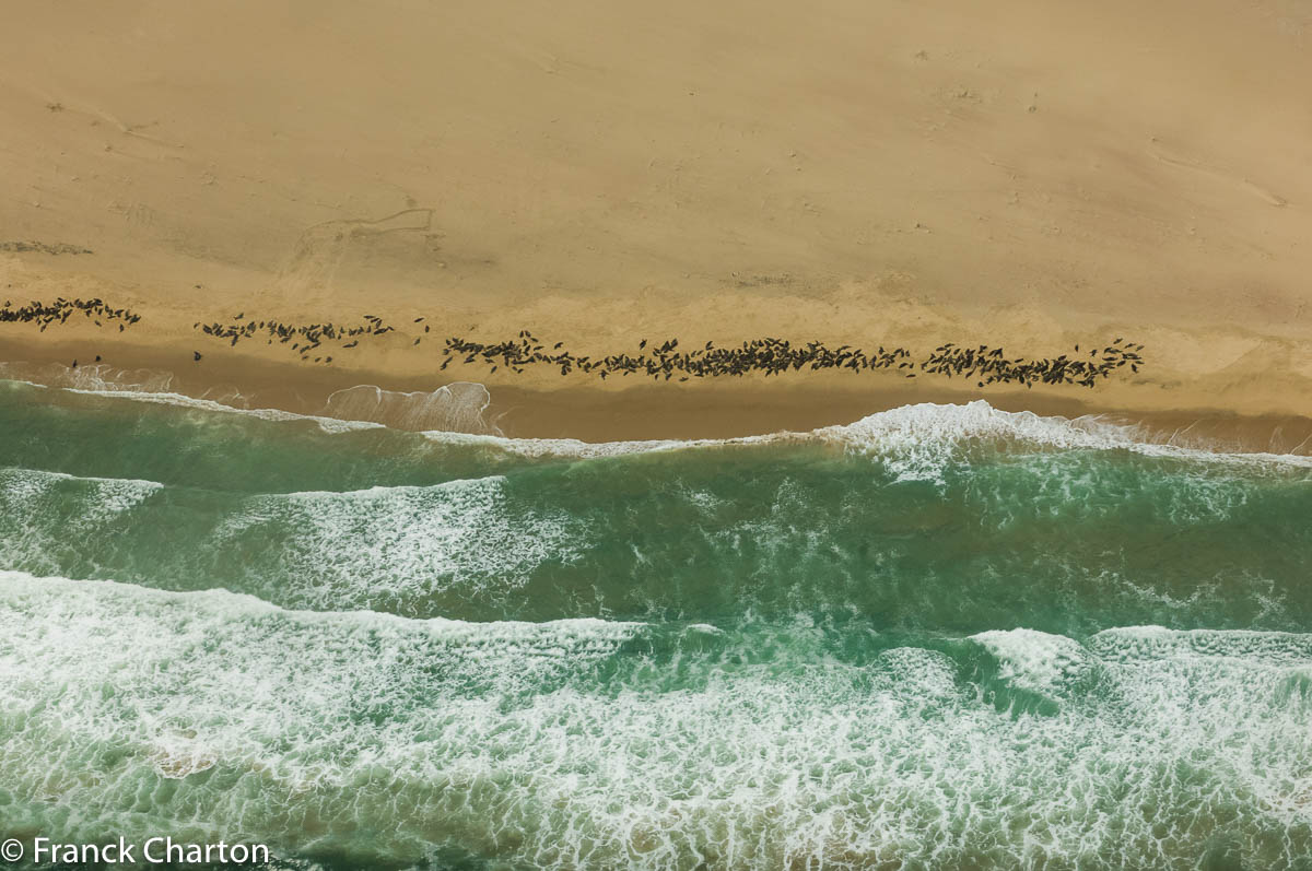Sur 200 km de littoral, le parc national protège les otaries à fourrure, grâce au courant froid de Benguela qui permet au plancton de se développer. Ces mammifères marins sont cependant menacés par la surpêche et le changement climatique.