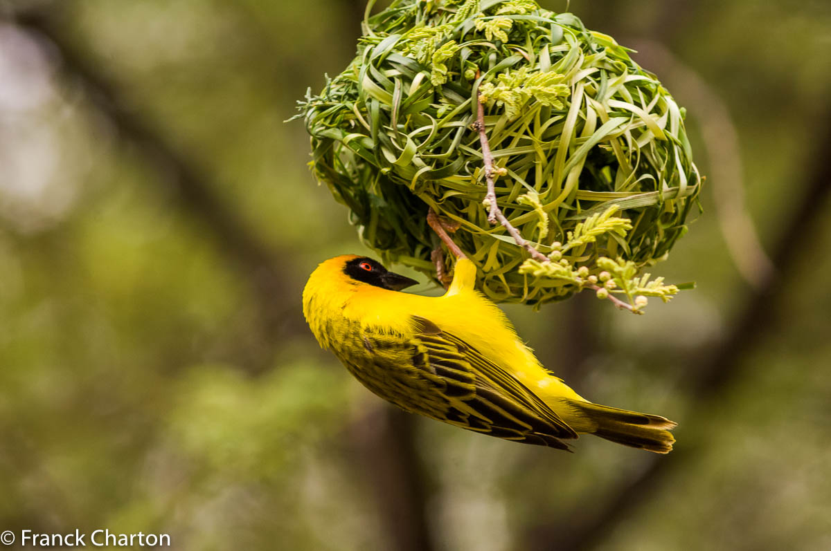 Tisserin masqué (Ploceus velatus) hantant les frondaisons des acacias, pour construire et renforcer leurs complexes nids en cloche, parfois agglomérés pour former des cités de paille.