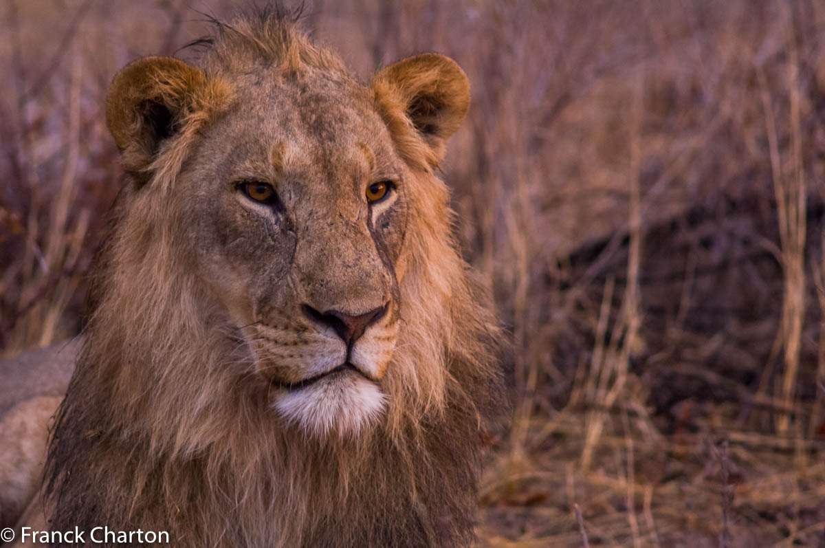 Un lion du désert émacié, qui attend l’heure de la chasse dans le halliers épineux d’Ongava