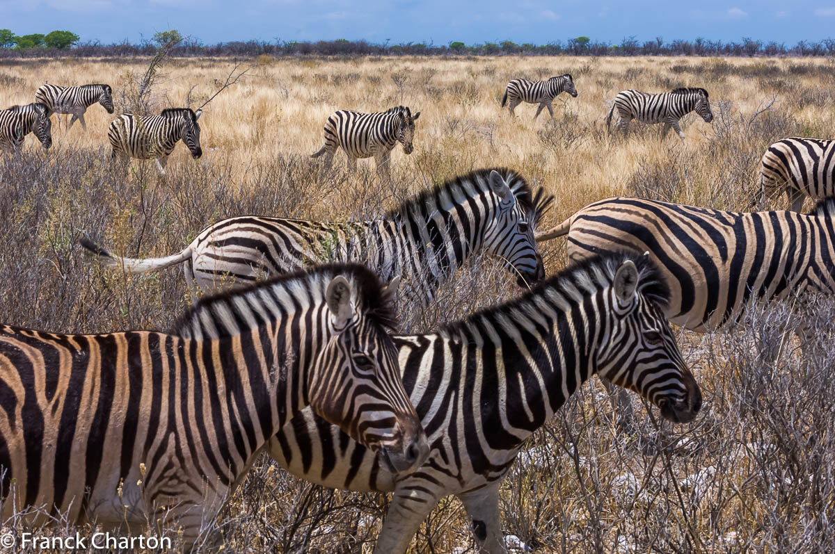 Harde de zèbres dans le parc d’Etosha créé en 1975, forme, avec 23 175 km carrés, l’un des plus vastes espaces de protection de Namibie.