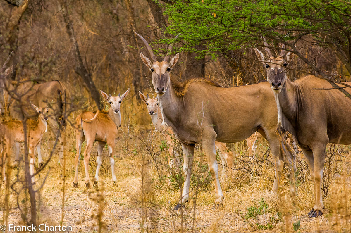 Elands du Cap dans le veld, ou bush, d’une réserve privée
