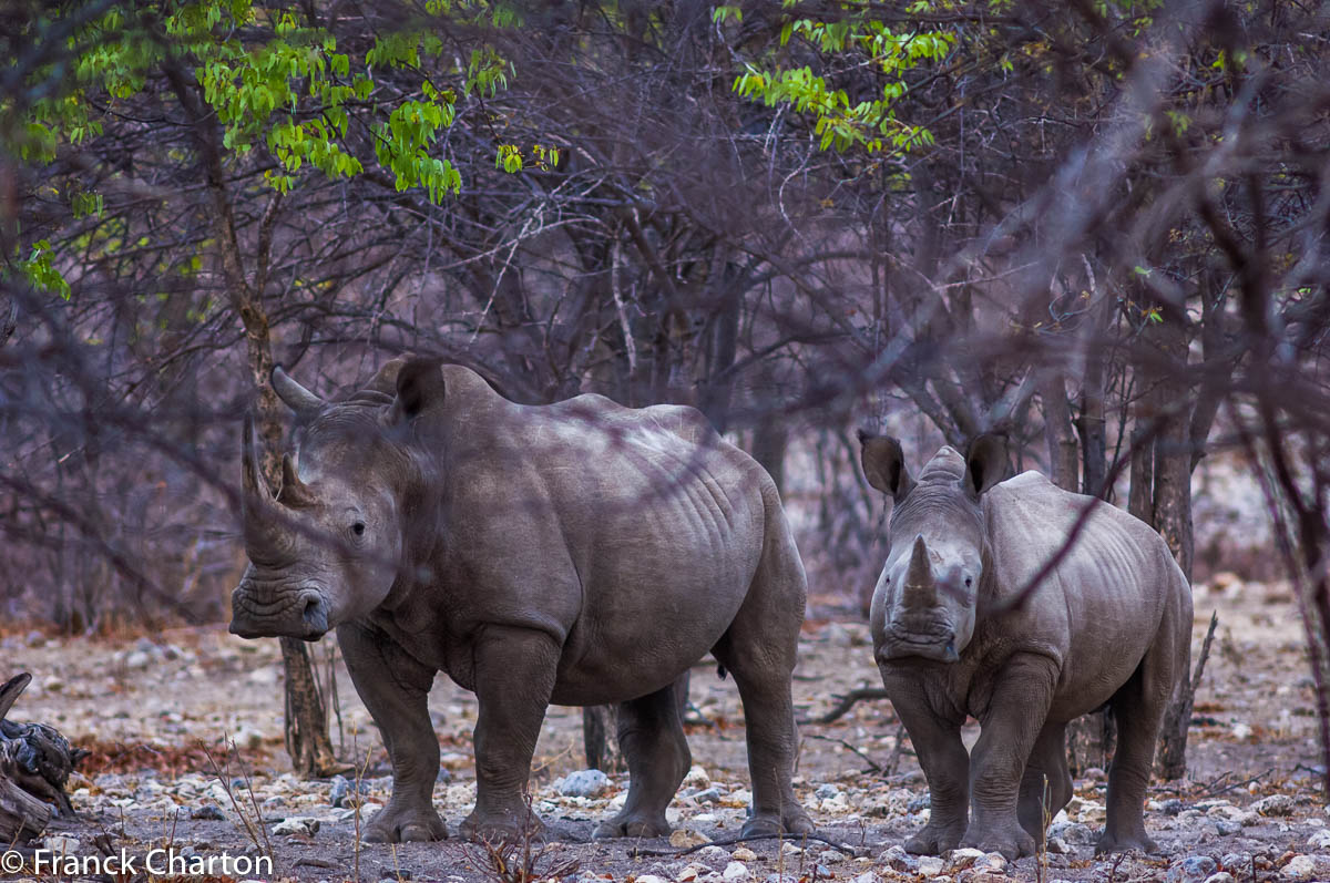 Rhinocéros blancs, mère et fils, dans, près d’Etosha