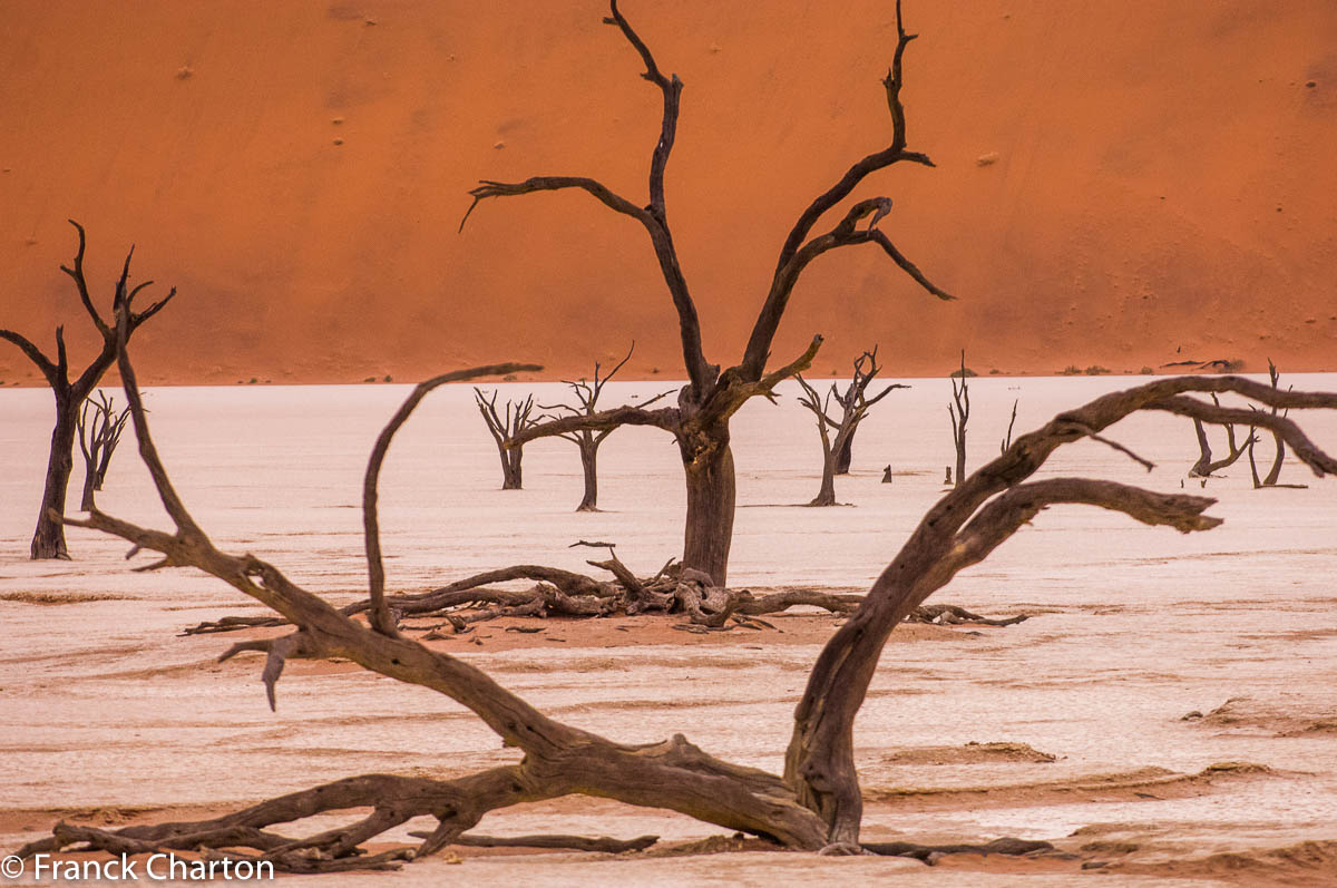 Ces vestiges d’acacias du désert auraient environ 900 ans, à l’époque où les eaux stagnaient ici à la faveur d’un cordon dunaire. Le bois ne se décompose pas, du fait de la sécheresse exceptionnelle de l’air.
