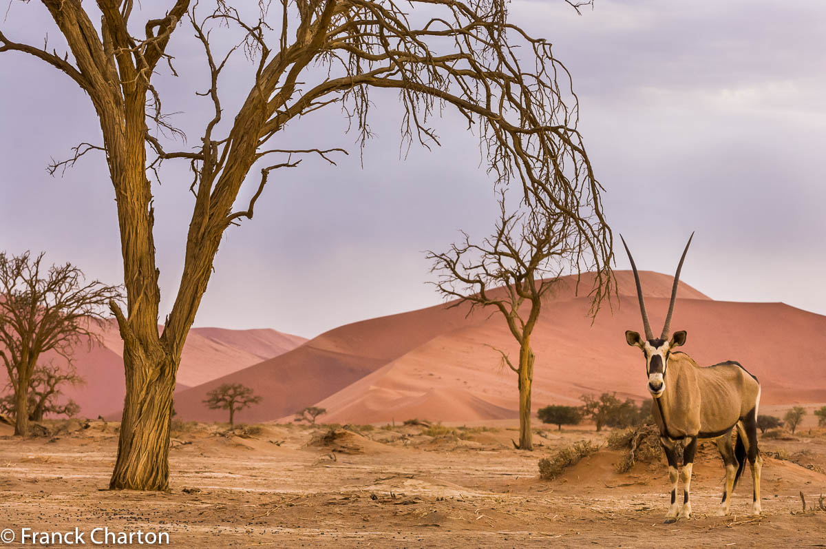 Championne du monde de sobriété, l’antilope du désert, ou oryx, ne boit quasiment jamais !