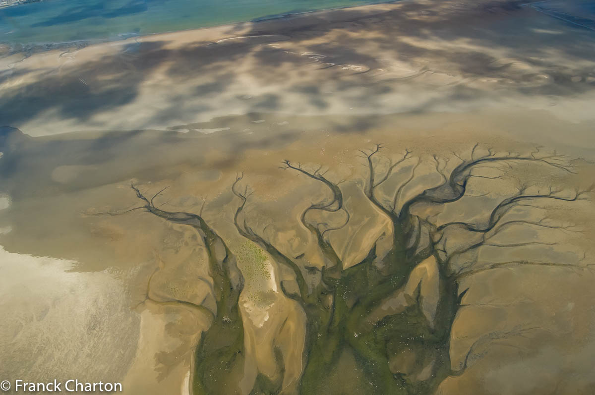 Dans le delta d’une rivière, ces têtes d’épingle sont des flamands roses.  