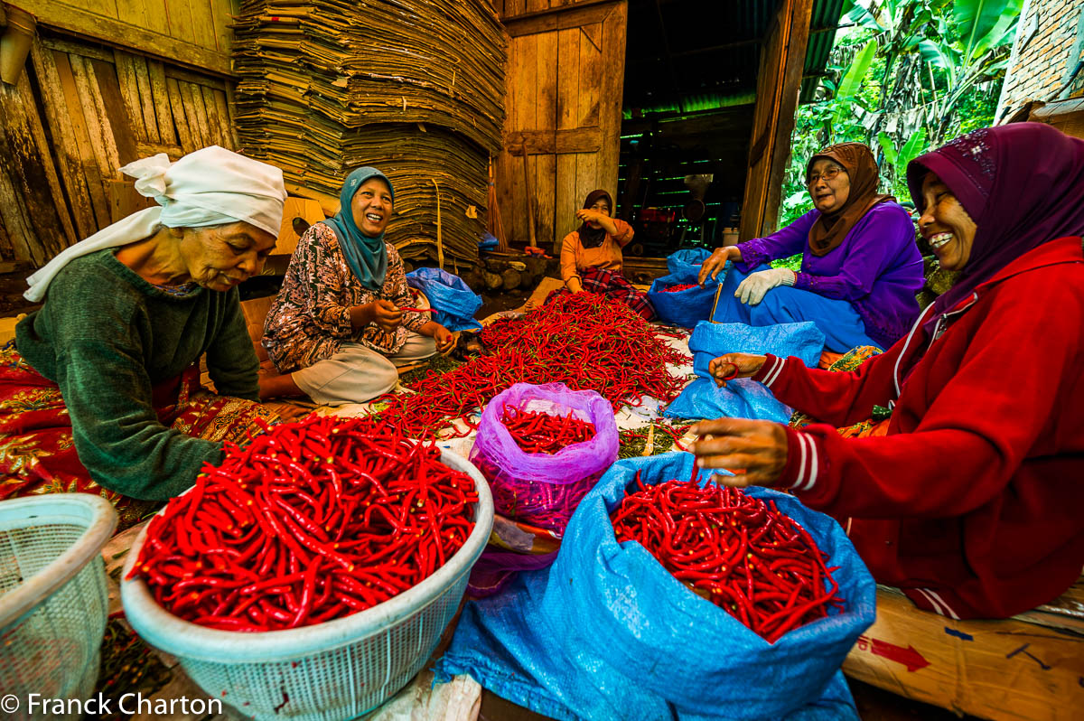 Femmes en train de calibrer les piments rouges 