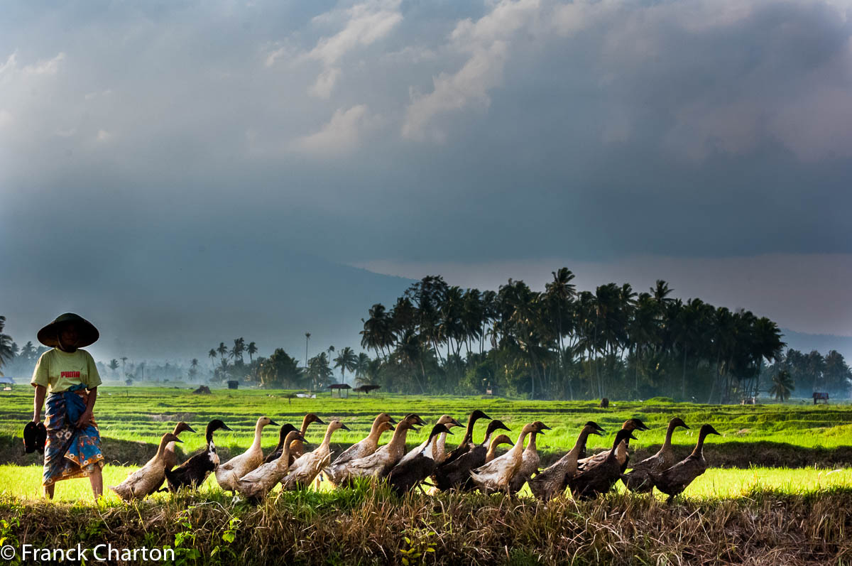 L’élevage des canards reste l’apanage des femmes minang