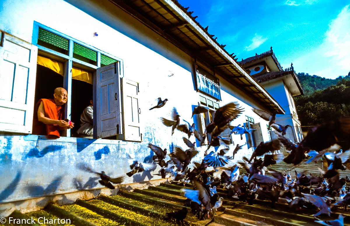 Clap de fin : le vénérable Thamanya nourrit les pigeons depuis sa chambre