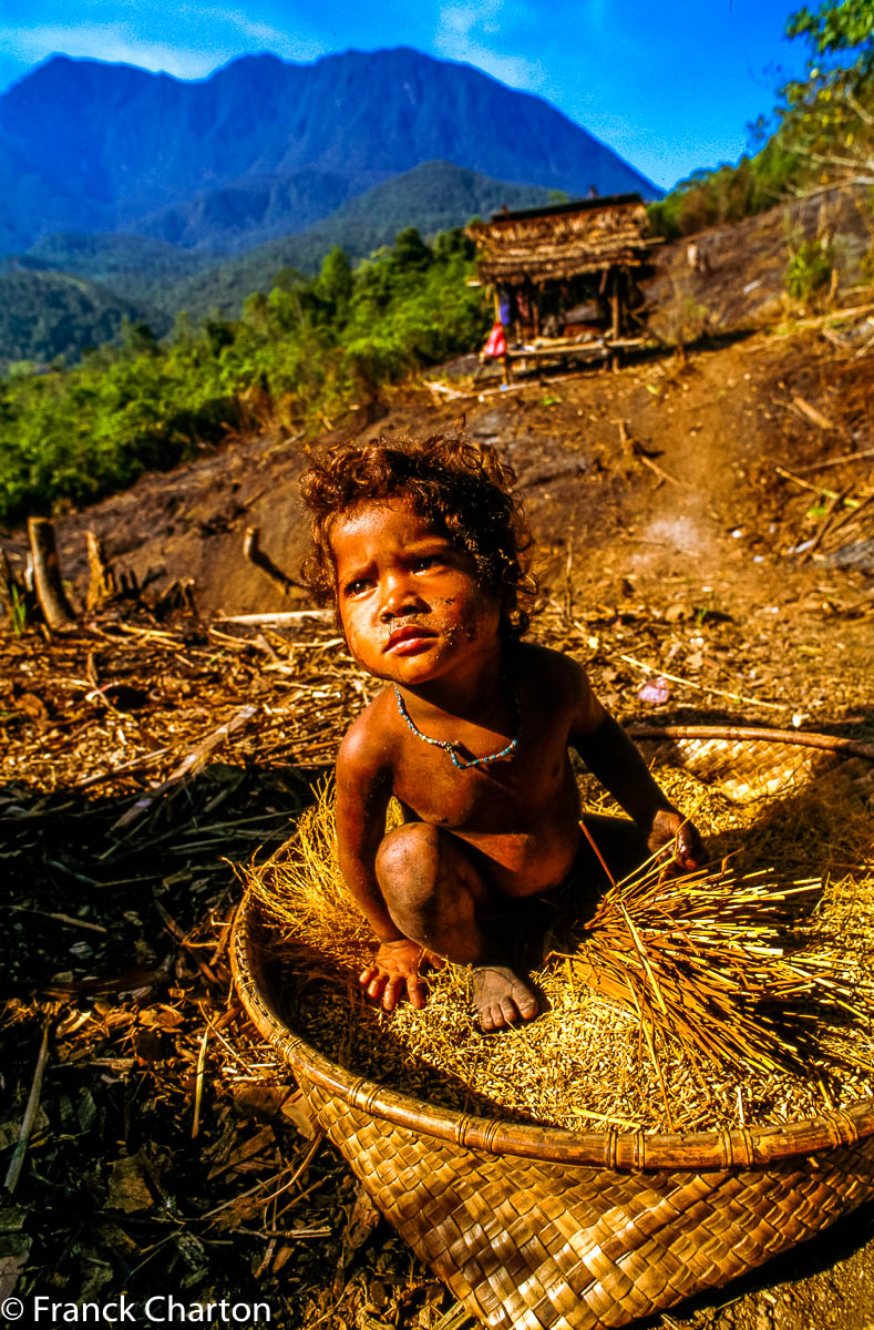 Enfant Wana dans une clairière de défrichement, lieu d’habitat temporaire. 