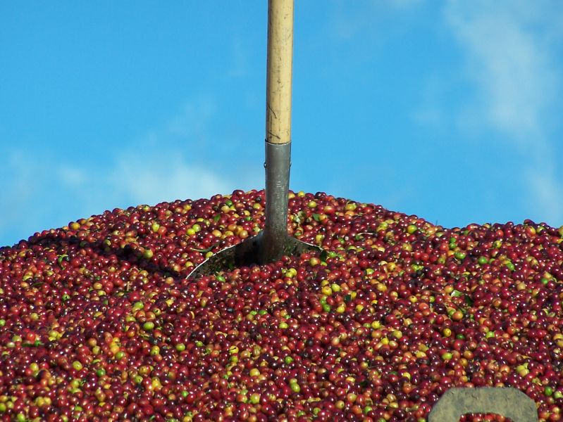 Plantation de café au Costa Rica