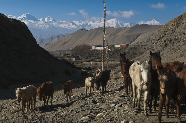 Fête du Tiji au Mustang