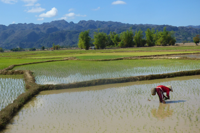 Travail dans les rizières du Laos