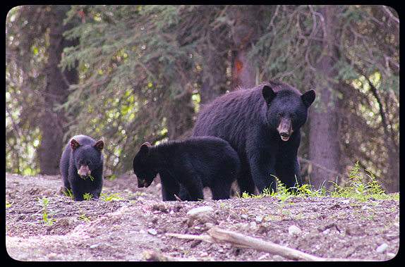 Canoë sur la Big Salmon River pendant le Salmon Run