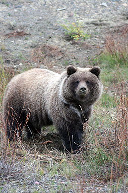 Ours noir observé depuis un canoë au Yukon