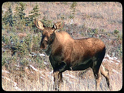 Canoë sur le fleuve Yukon au Grand Nord canadien