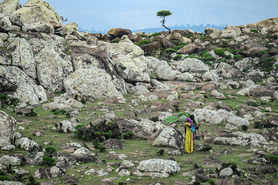 Socotra © Jean-Marc Porte