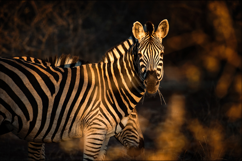Zèbre en Nambie © Stephan Gladieu