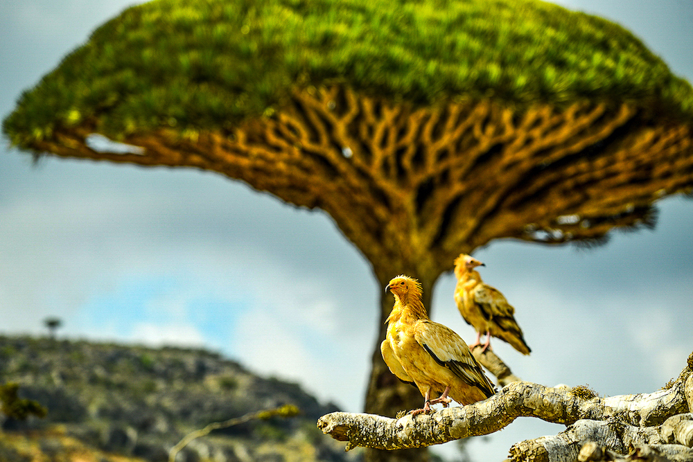 Socotra au Yemen