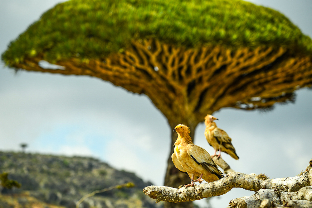 Socotra © Jean-Marc Porte