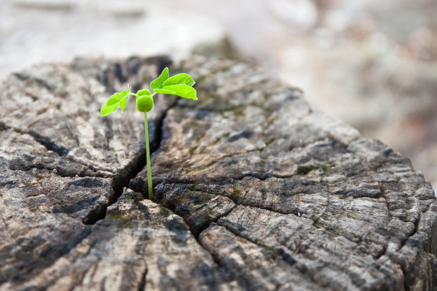 Petite plante poussant sur un tronc