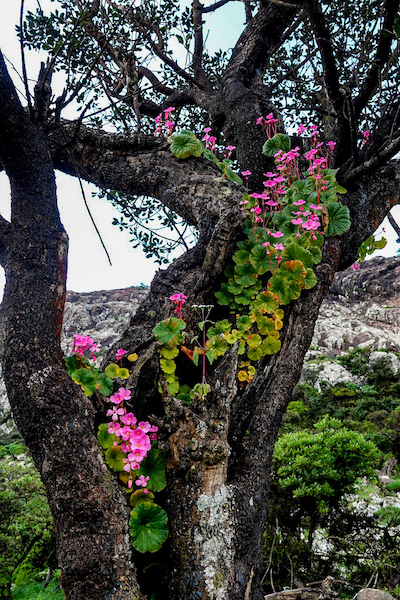 Végétation à Socotra