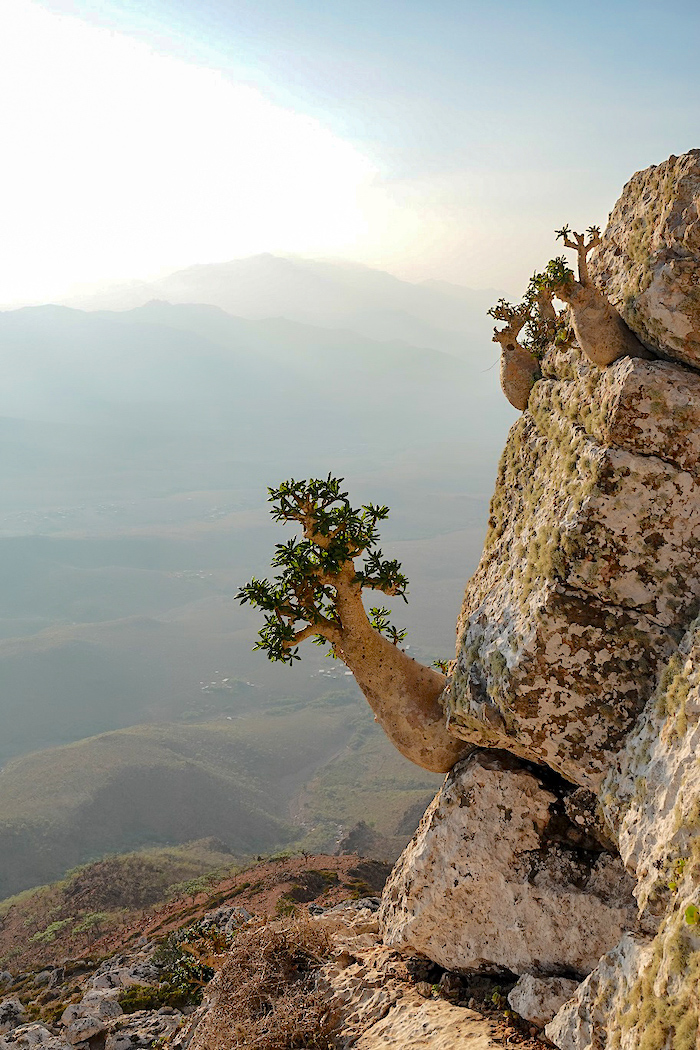 vegetation à socotra