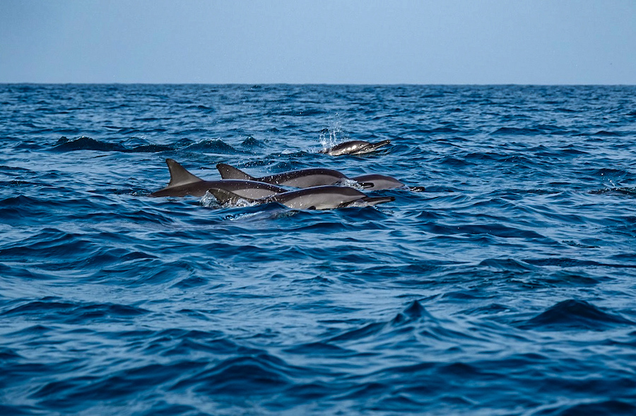 dauphins autour de Socotra