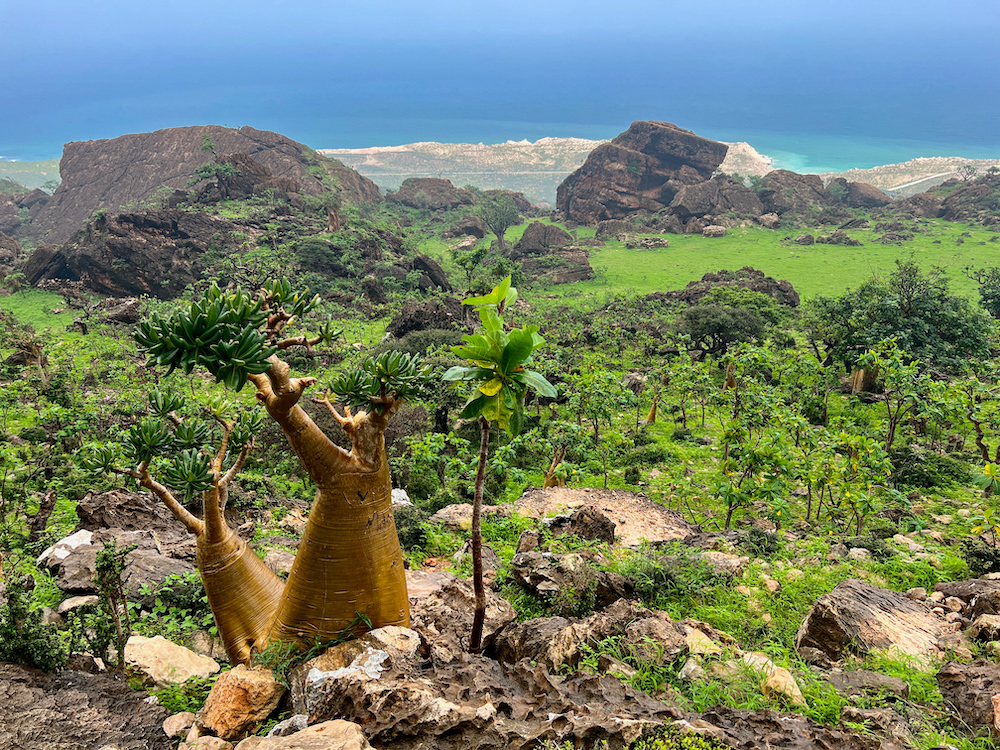 Brigitte Wiener - Portes de Socotra