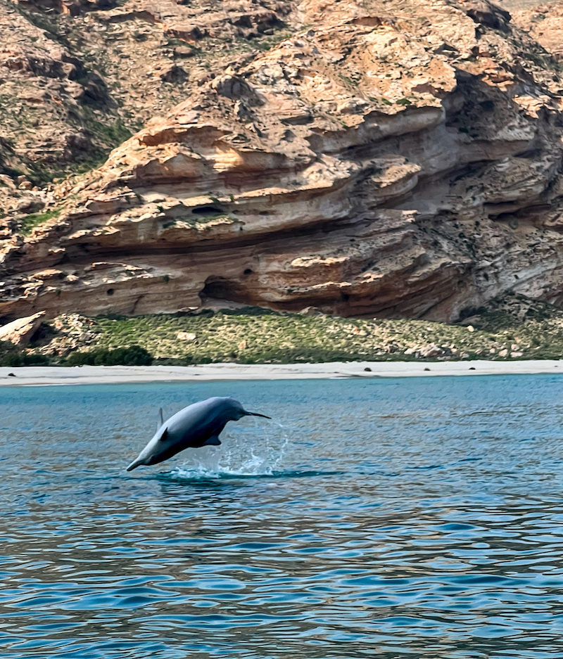 Dauphin à Socotra