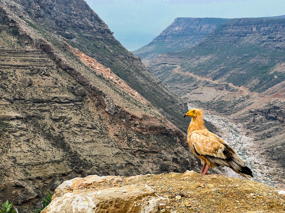 Oiseau à Socotra
