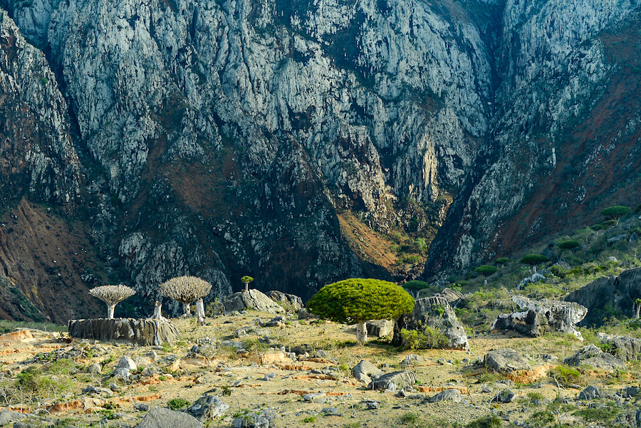 socotra