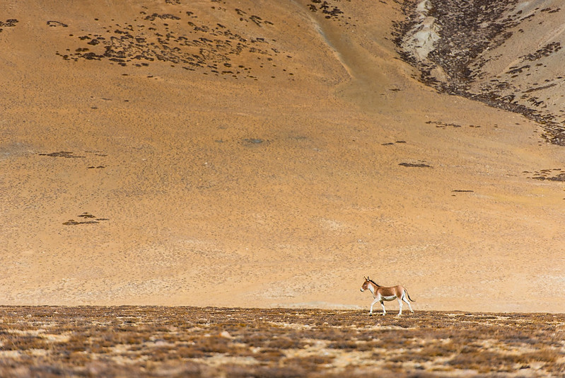 Le Kyang âne sauvage dans l'Inde Himalayenne