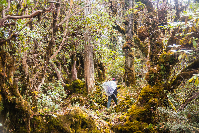 Observation de la biodiversité Himalayenne