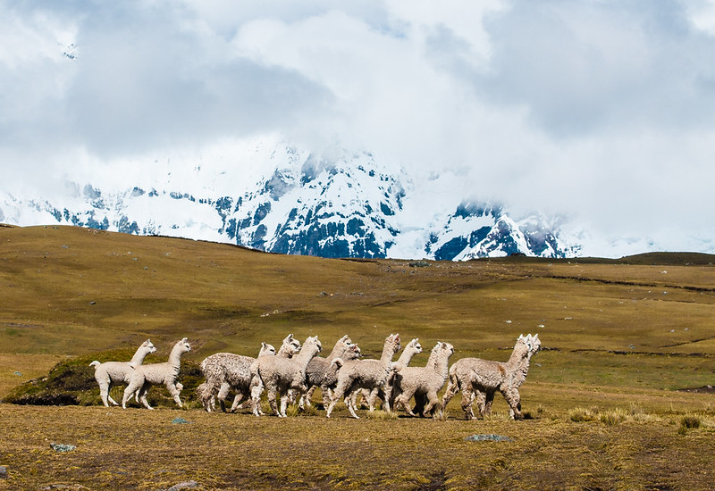 Lama dans les Andes péruviennes