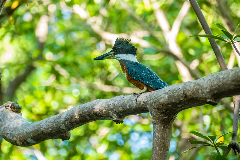 Nicaragua, Juan Venado Island Natural Reserve, Megaceryle alcyon
