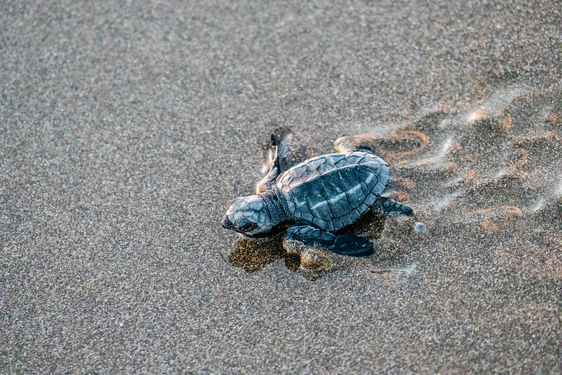 Nicaragua, Juan Venado Island Natural Reserve, Olive Ridley Turtle