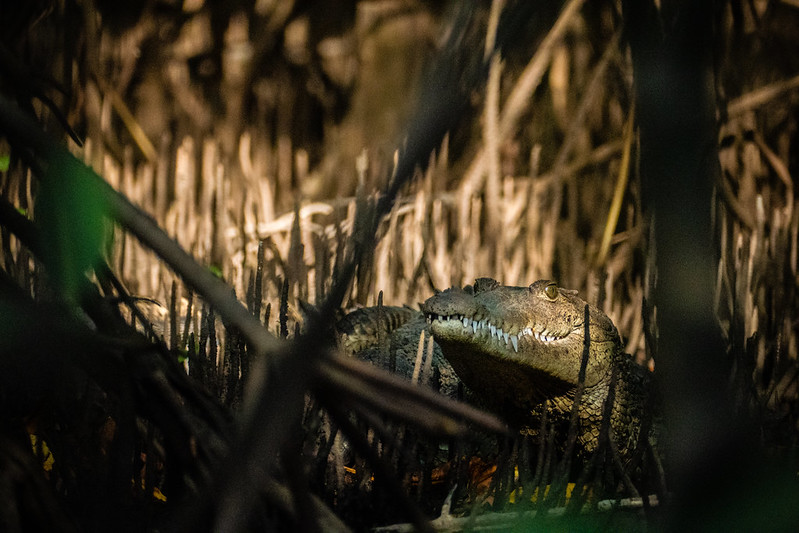 Nicaragua, Juan Venado Island Natural Reserve, Salt Water Crocodile
