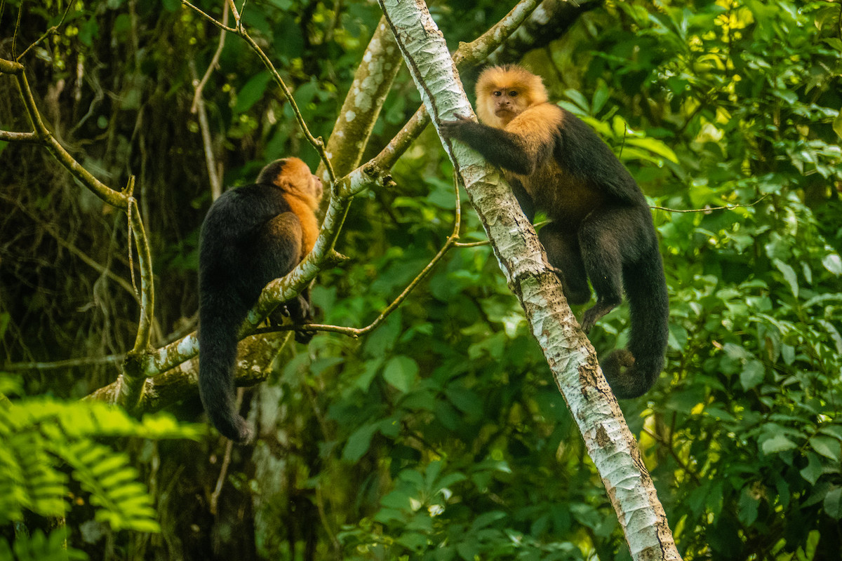 Nicaragua, Ometepe island, lake Nicaragua, hike on Maderas volcano, white-faced capuchin