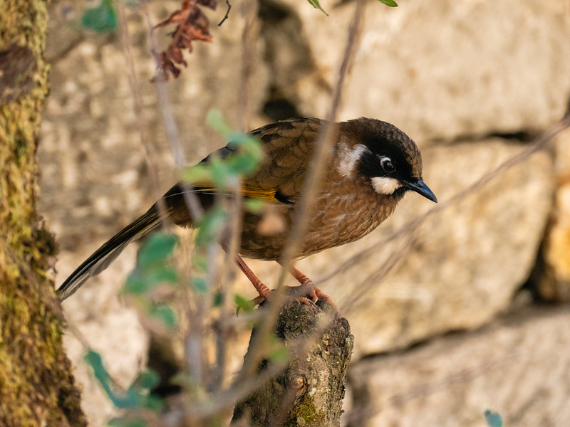 Un oiseau dans l'Himalaya indien