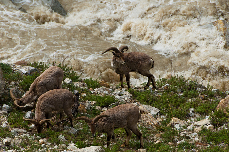 Le bharal ou mouton bleu