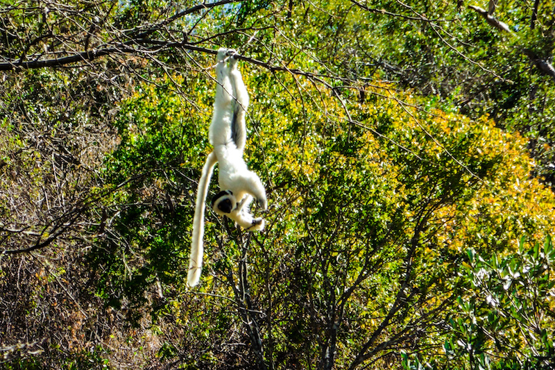 Primate à Madagascar
