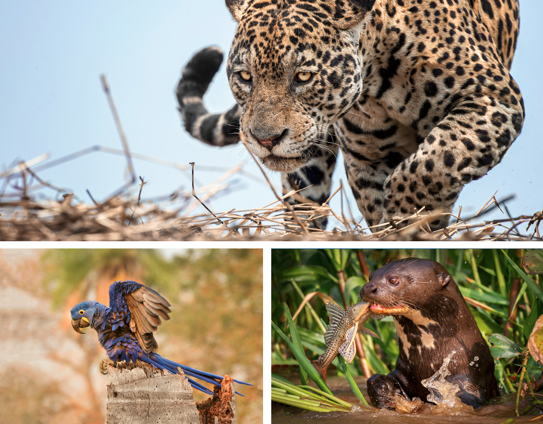 Jérémie Goulevitch