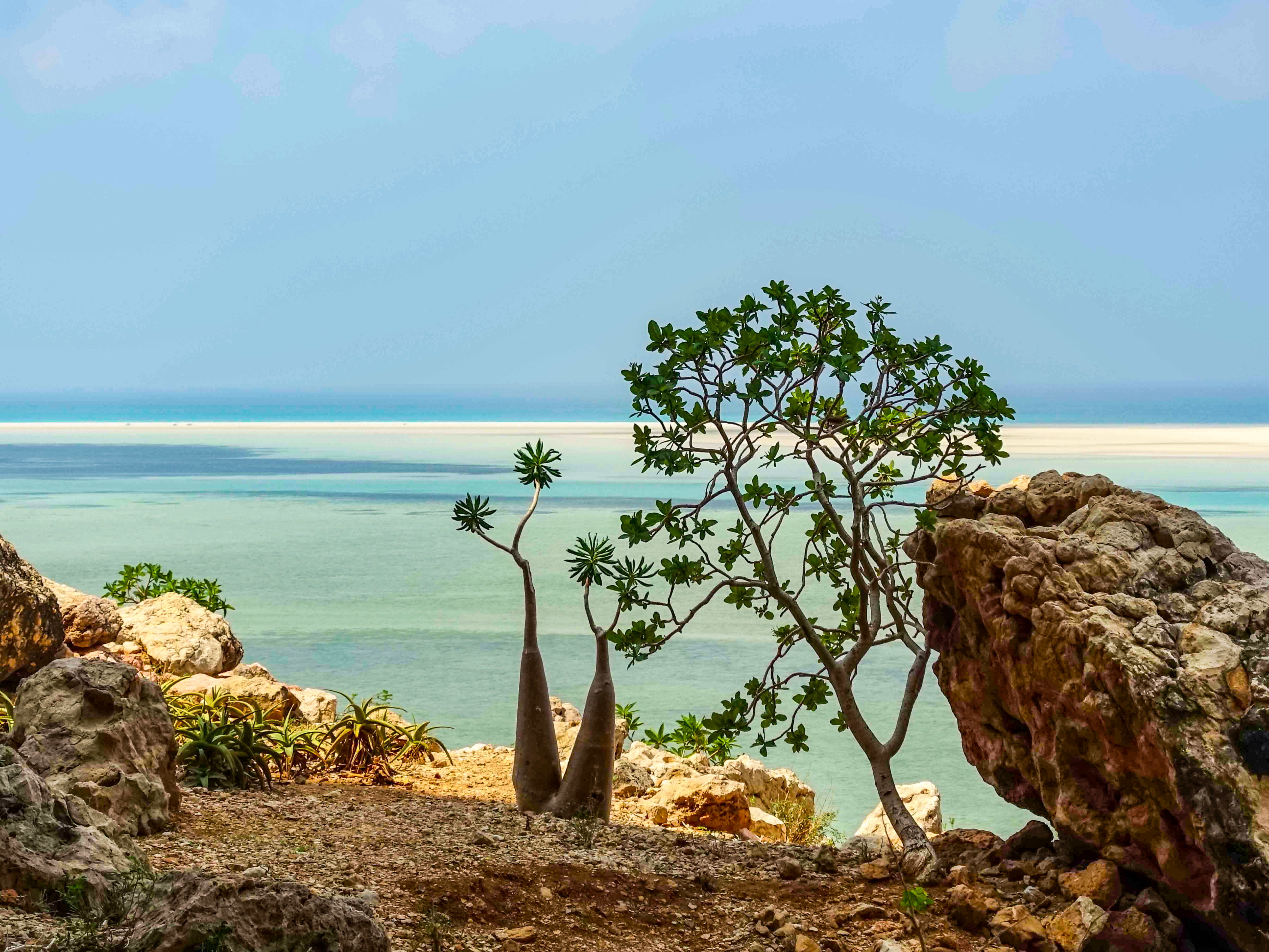 Végétation à socotra